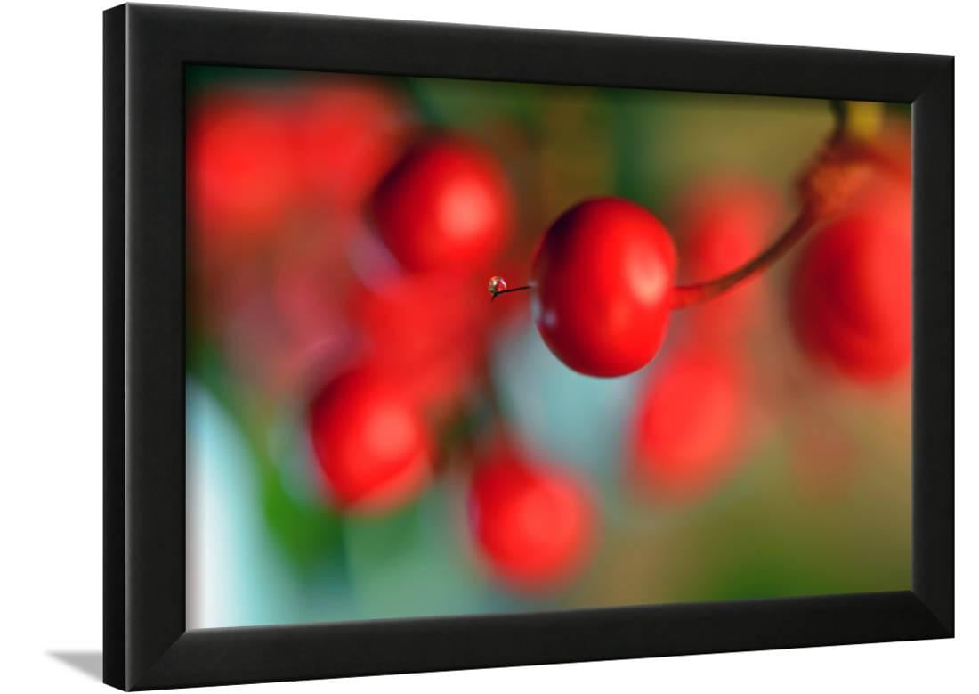 Tiny Framed Print Wall Art By Heidi Westum Com