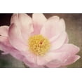 thumbnail image 2 of LeBlanc, Dawn 14x11 Gold Ornate Wood Framed with Double Matting Museum Art Print Titled - Peony in the Park, 2 of 4