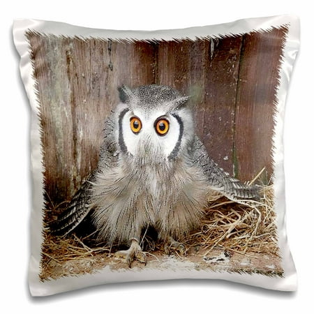 3dRose A Northern White Faced Owl - Pillow Case, 16 by