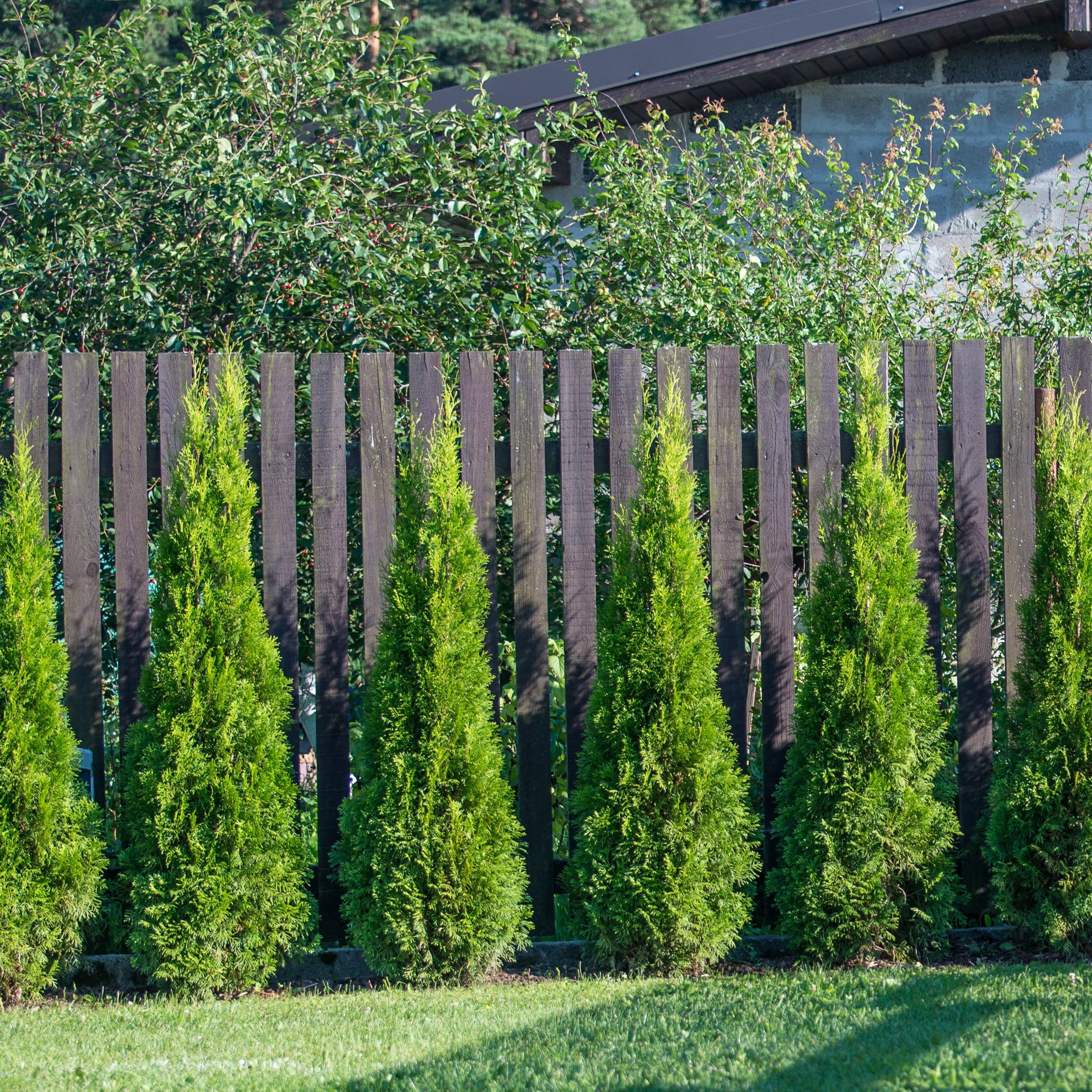National Plant Network Live Shrub 3 gal Arborvitae 'Emerald Green' with Full Sunlight