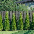 thumbnail image 2 of National Plant Network Live Shrub 3 gal Arborvitae 'Emerald Green' with Full Sunlight, 2 of 5