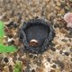 thumbnail image 2 of Plato de comida para reptiles Unique Bargains de resina, plato de comida para lagartos, tazón de agua para tortugas 3.54"x3.54"x0.98" Negro, Gris, 2 of 6
