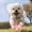 Pink, variant on Summer Breathable Dog Shoes for Small Dogs, Breathable Mesh Dog Boots for Summer Hot Pavement, Reflective Adjustable Non Paw Protectors for Small Dogs Cat Puppy