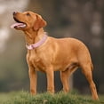 thumbnail image 4 of Jinsinto Collier pour Chien, Cuir, Collier pour Chien Réglable Coussin Doux en Cuir pour Petit, Rose, S, 4 of 5