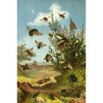 thumbnail image 2 of Alfred Edmund Brehm 17x24 Black Ornate Framed Double Matted Museum Art Print Titled: The Insects, Thousands and Spiders Pl 01 (1877), 2 of 5