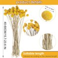 thumbnail image 6 of Triani 30 Stems Natural Dried Flower Natural Craspedia Billy Balls Flowers 0.39-1.57" Large Diameter Billy Buttons Floral Bouquet Real Freshly Harvested Dry Plant Arrangements Decorate, 6 of 7