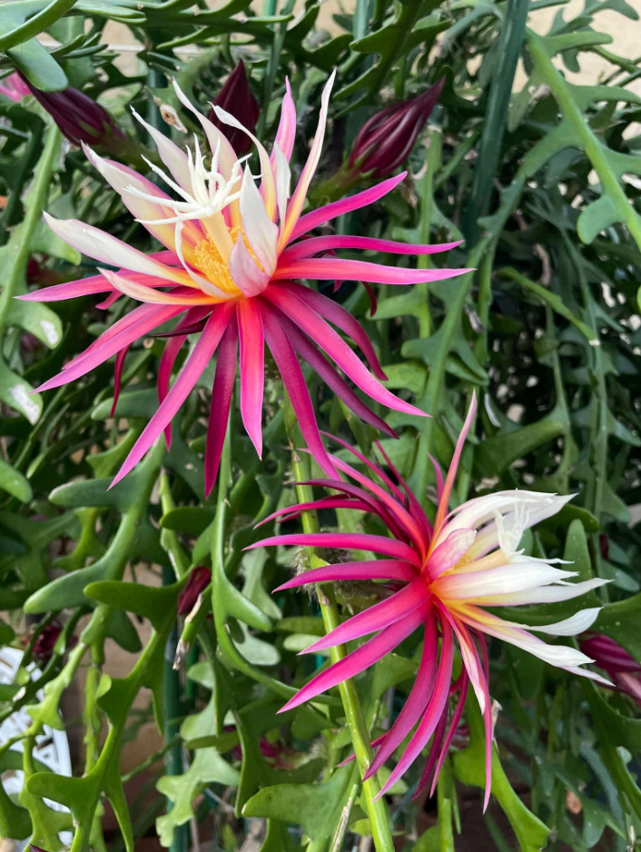 Fishbone Zig Zag Cactus Plant Live for Planting, Zig Zag Cactus Plant, Frangant Pink-White Flowers for Indoor Outdoor in 4 Inc Pot
