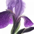 thumbnail image 3 of Burkhart, Monika 15x15 Black Modern Framed Museum Art Print Titled - Purple Iris IV, 3 of 5