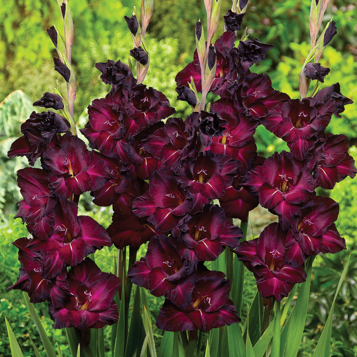Expert Gardener Gladiolus Espresso Dormant Bulbs, Set of 16, Annual, Partial Sun