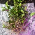 thumbnail image 2 of Vinca Minor Live Plants Bare-Root (10 Count), Perennial, Flowers,, 2 of 4