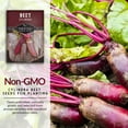 thumbnail image 3 of 5 Packs Cylindra Red Beet Seeds - Non-GMO Heirloom Full Sun Biennial Vegetable, 3 of 7