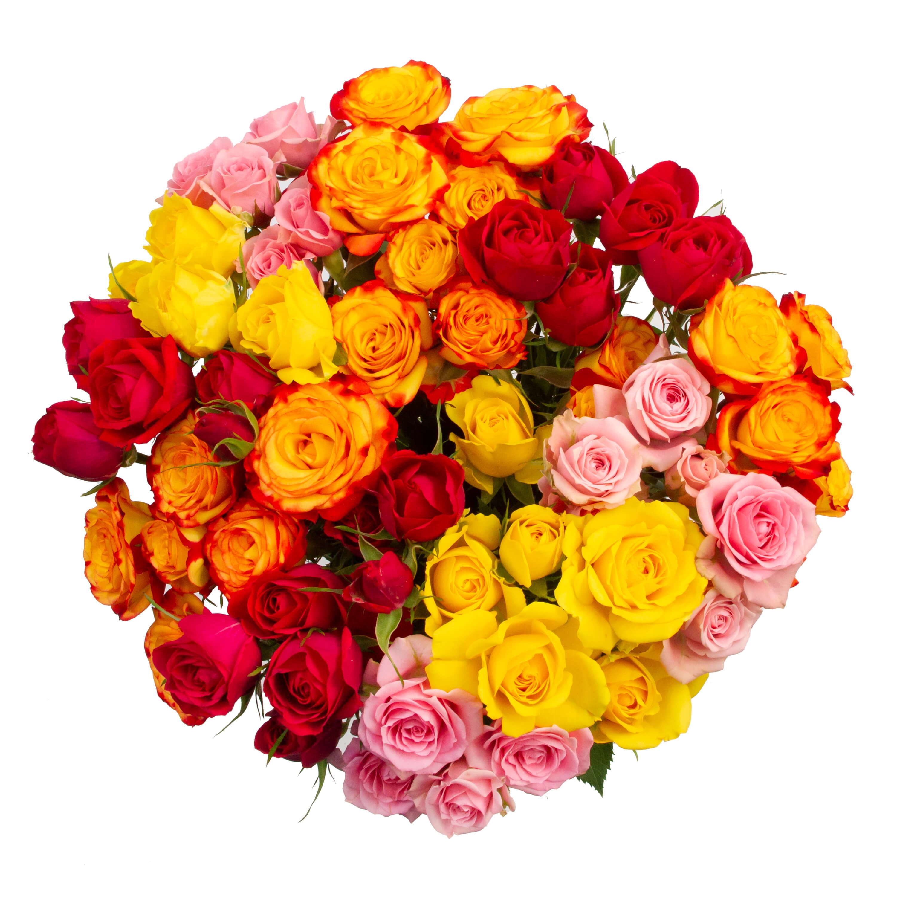 FreshCut Spray Roses Flower Bunch, Minimum of 9 Stems, Colors Vary