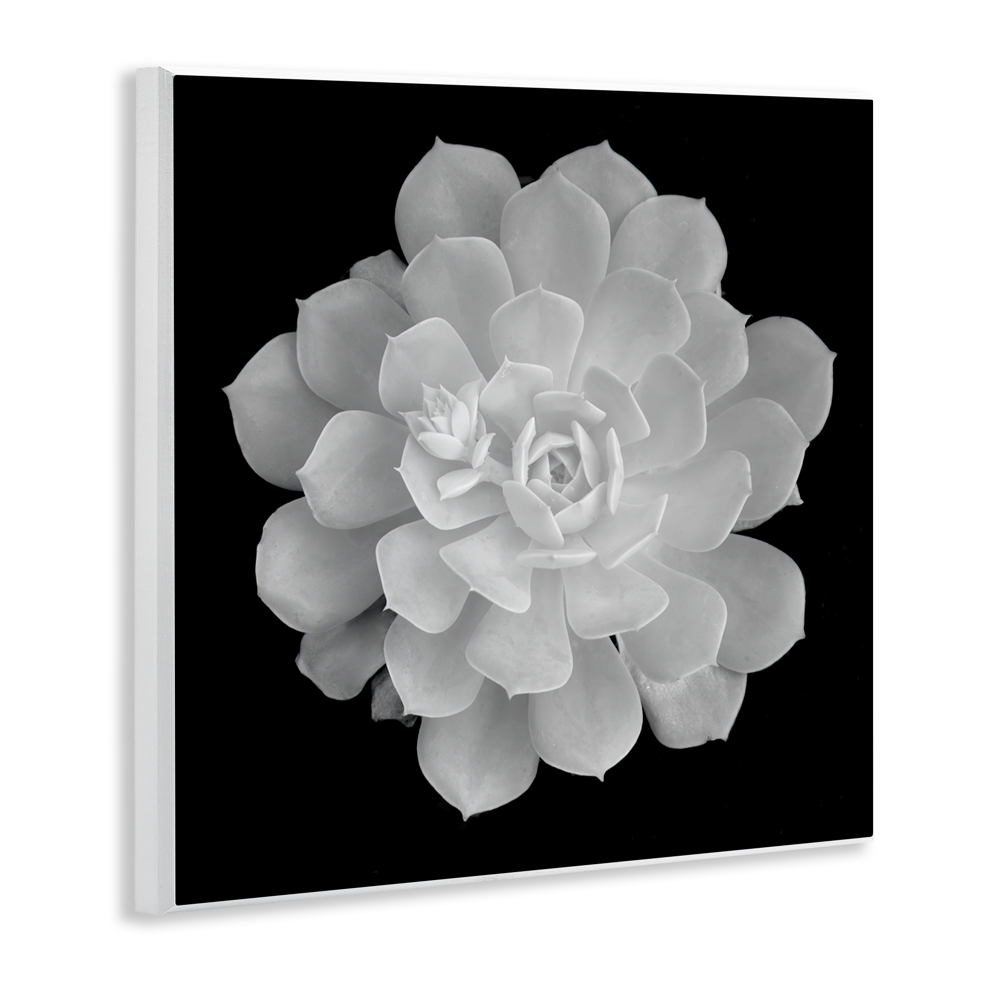 Pure White Succulent Contrast Wall Plaque Art, design by Phillip Flowers