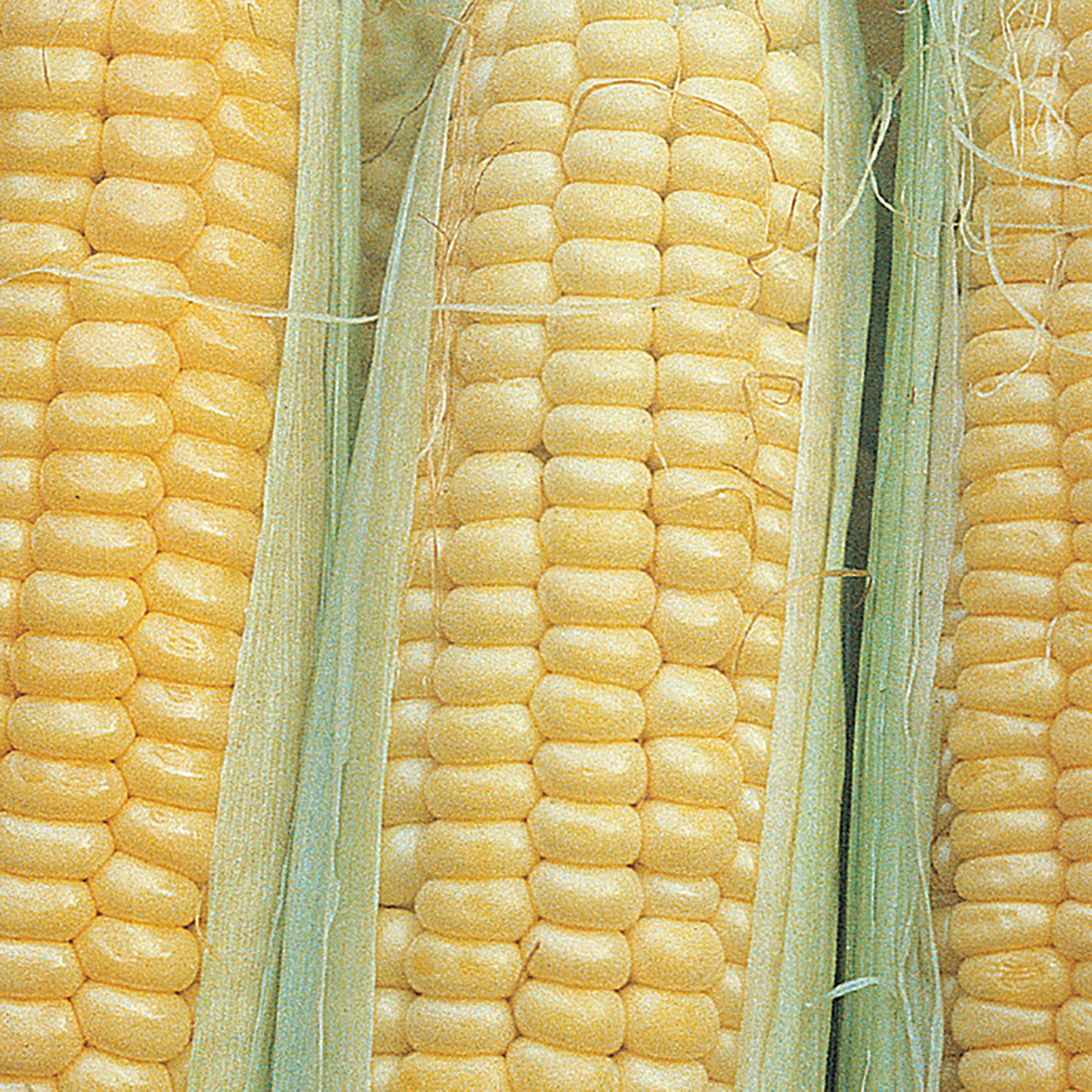 Ferry-Morse Sow Easy 45PCS Sweet Corn Early Golden Bantam Vegetable Plant Seeds Full Sun
