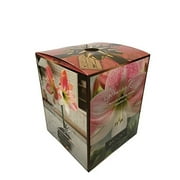 Apple Blossom Amaryllis Bulb in an Elegant Box, With a Plastic Planting Pot, and a Professional Growing Medium
