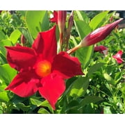 Red Brazilian Jasmine Plant - Indoors/Out - Mandevilla/Dipladenia - 4" Pot