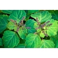 thumbnail image 2 of Patchouli (Pogostemon cablin) Organic Plant in 2.5-inch Pot by Smoke Camp Crafts - Hippie Fragrance Herb Plant, 2 of 6