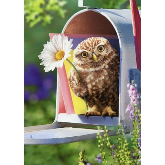 Avanti Press Baby Owl In Mailbox Funny Encouragement Card
