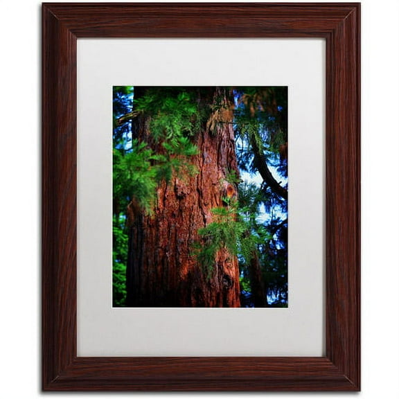 Trademark Fine Art "Giant Sequoia" Canvas Art by Philippe Sainte-Laudy, White Matte, Wood Frame