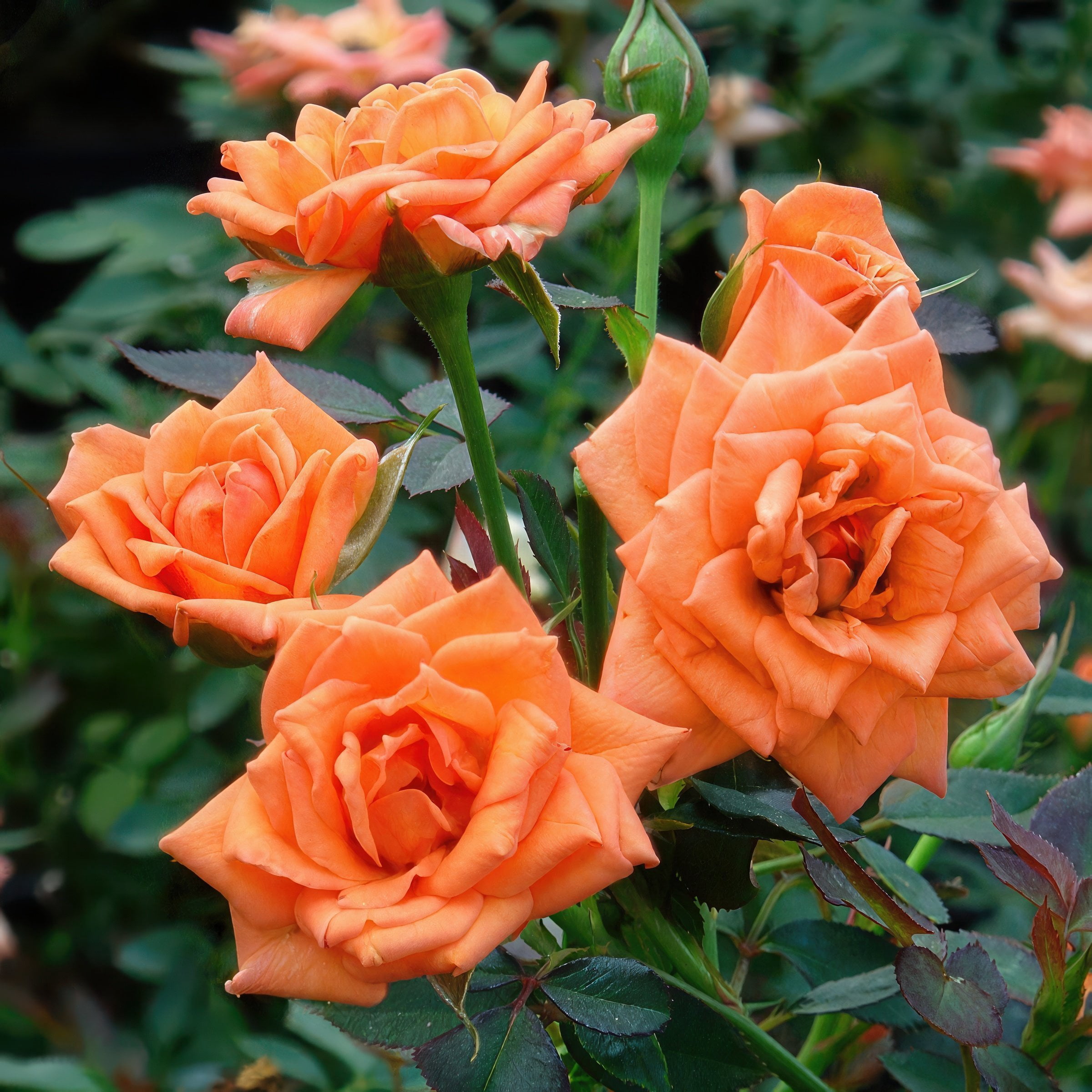 National Plant Network Bare Root Rose Gingersnap with Orange Flowers (5-pack)