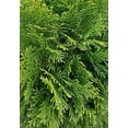 2.5 Qt Emerald Green Arborvitae (Thuja Occidentalis), Large Evergreen