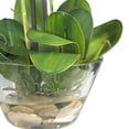 thumbnail image 4 of Nearly Natural Phalaenopsis with Glass Vase Silk Flower Arrangement, 4 of 7