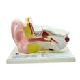 thumbnail image 1 of LOVIVER Human Ear Anatomical Model Expansion Display Educational Tool Teaching Model Ear, 1 of 7