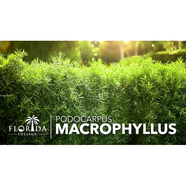 Podocarpus Macrophyllus 3 Extra Large 3 Gallon Plants Japanese Yew