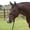 Black, variant on Equissential Rope Halter with 8ft Attach