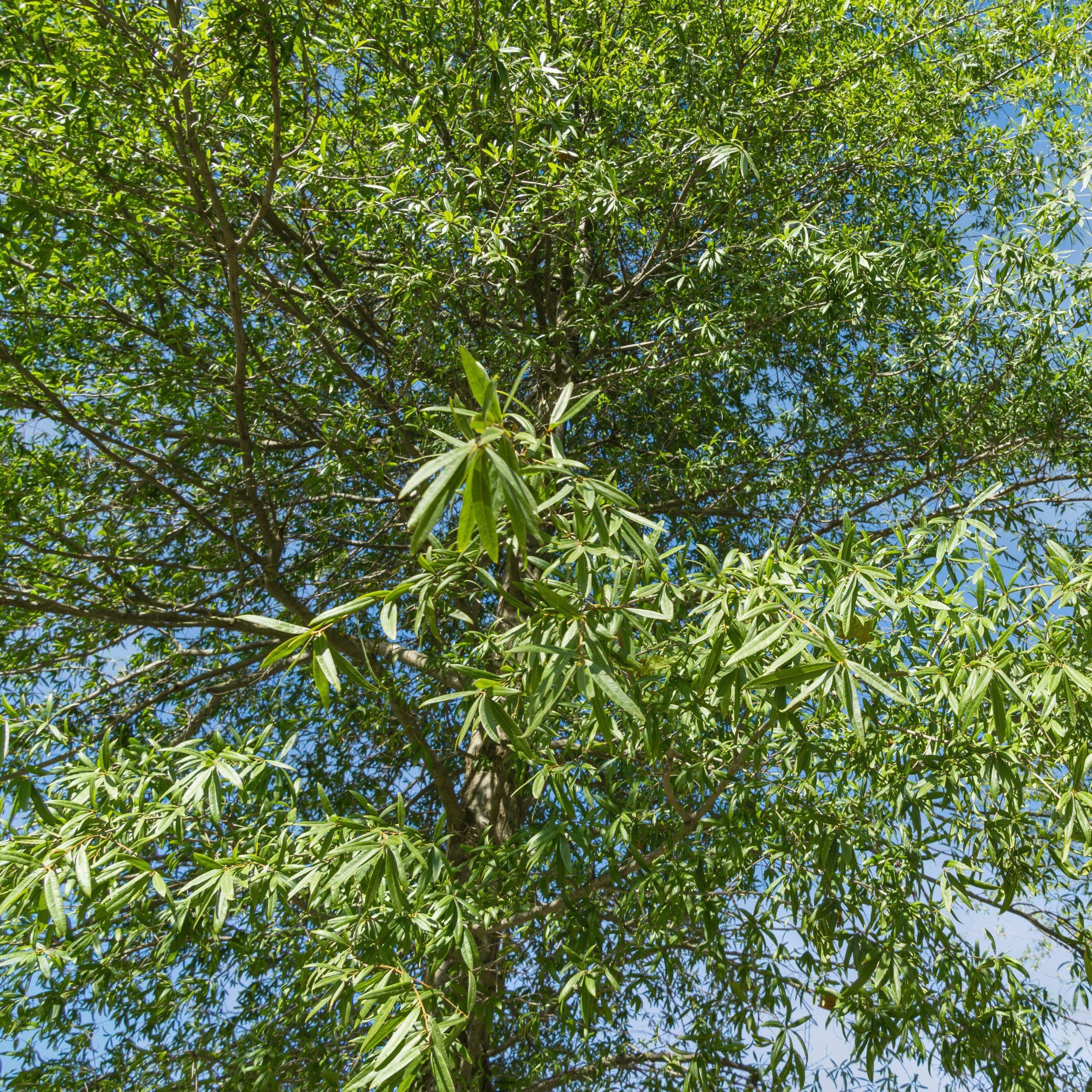 National Plant Network 3 gal Willow Oak Live Tree with Full Sunlight