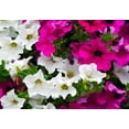 Expert Gardener 1.5G Pink Petunia Hanging Basket Live Plant Sun