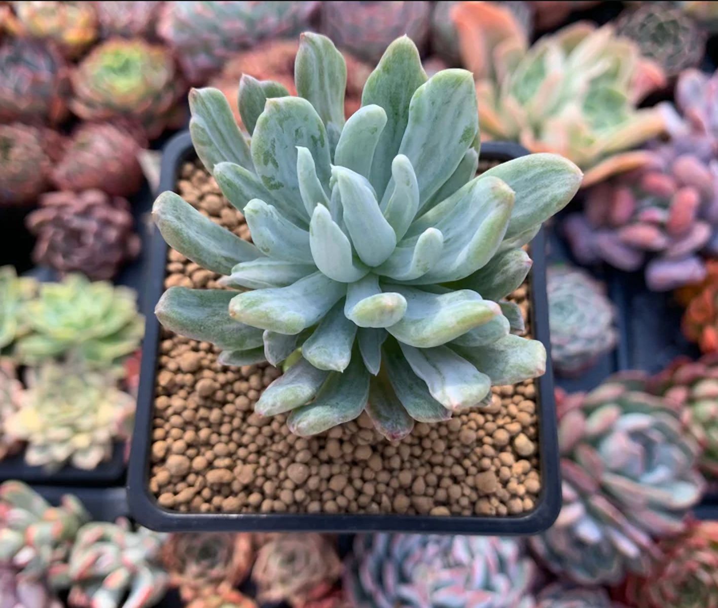 Pachyveria Variegata Succulent Live Plant 2 Inch for Indoor Outdoor Home Office Garden Decor