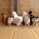 thumbnail image 2 of 1 unidad de lindos juguetes de peluche de gato de simulación, gatito de peluche suave, modelo de gato falso, animales realistas para niños, niñas, cumpleaños, regalo del Día de San Valentín, 2 of 5