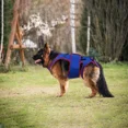 thumbnail image 2 of Para Soporte De Cadera Para Perros Soporte De Cadera Para, 2 of 8