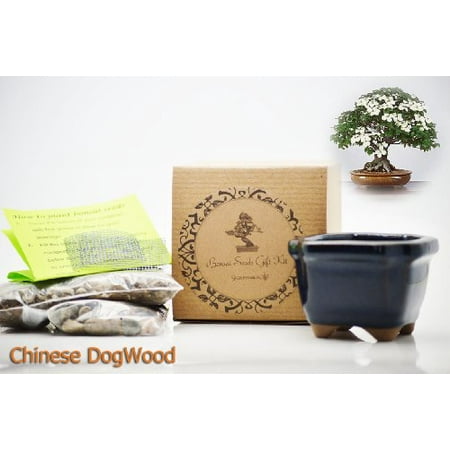 9GreenBox - Chinese DogWood Bonsai Seed Kit- Gift - Complete Kit to Grow Chinese DogWood Bonsai Bonsai from (Best Bonsai Starter Kit)