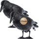 thumbnail image 1 of Cuervo negro, mata palomas, mata pájaros de plástico, control natural de plagas, protección contra pájaros molestos, 2, 1 of 5