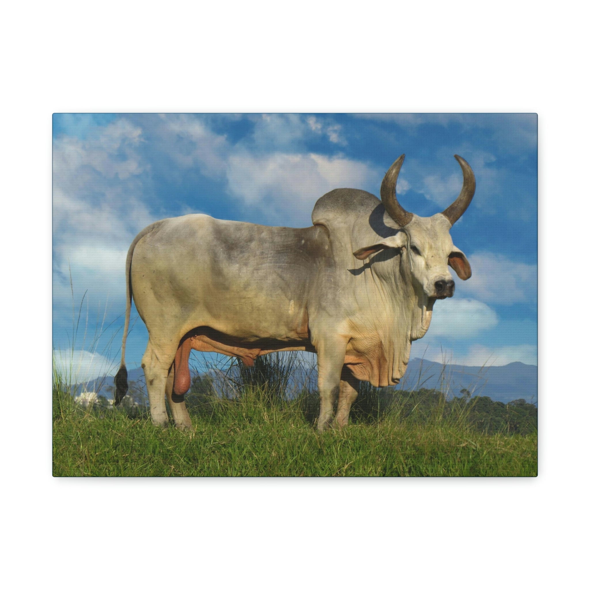 Hunting Zebu Print Zebu Animal Wall Art Wildlife Canvas Prints Wall Art