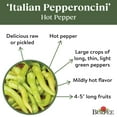 thumbnail image 5 of Burpee Italian Pepperoncini Hot Pepper Vegetable Seed, 1-Pack, 5 of 6
