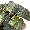 thumbnail image 3 of Harmony's Mystic Angel Wing Cane Begonia 6 inch Premium Hybrid, 3 of 3