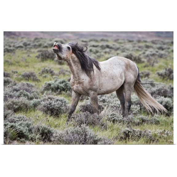 Great BIG Canvas | Rolled Larry Ditto Poster Print entitled Wild Horse, male scenting females, Wyoming