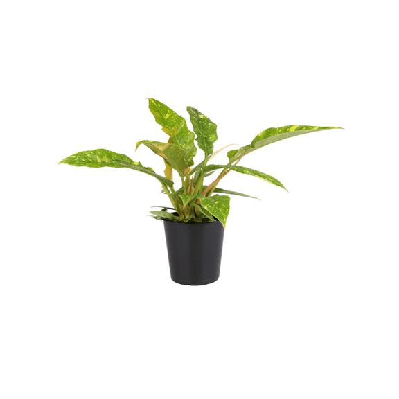 Wild Interiors 14" Philodendron Ring of Fire Live Plant in 5" Grower Pot, House Plant