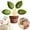 Green, variant on olkpmnmk 1Pc Chip Bag Clips, Tree Shaped Bag Clip, Foods Snacks Bag Clamps Sealing Bar, Refrigerator Magnet Clips, Funny Kitchen Snack Bag Sealer Clip for Airtight Seal Food Storage, Green