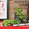 thumbnail image 4 of Vickerman 11" Artificial Green Aeonium Spray. Includes 3 sprays per pack., 4 of 4