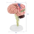 thumbnail image 3 of Modelo Anatómico, Modelo de Cerebro de Arte Anatómico Desmontado, Enseanza Médica, Juguete de Cerebro Humano, Educación Científica ANGGREK Otros, 3 of 9