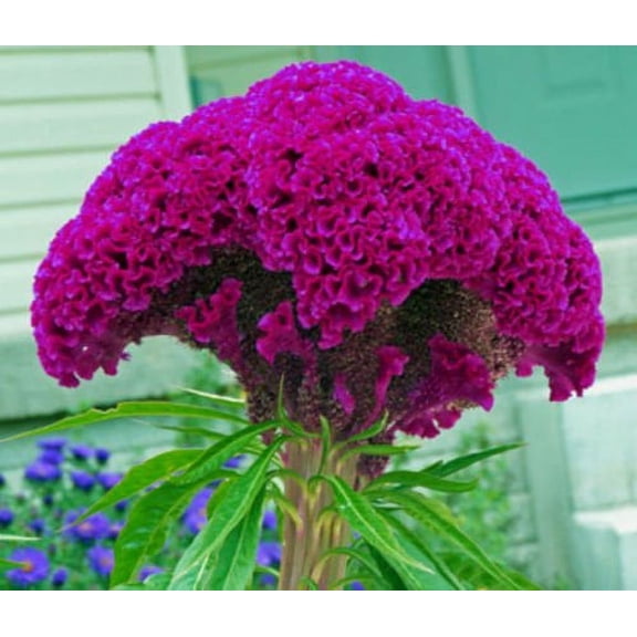 HUGE HOT PURPLE Brain Head Celosia! 3-4 FT TALL! 50 SEEDS ! Comb.S/H!