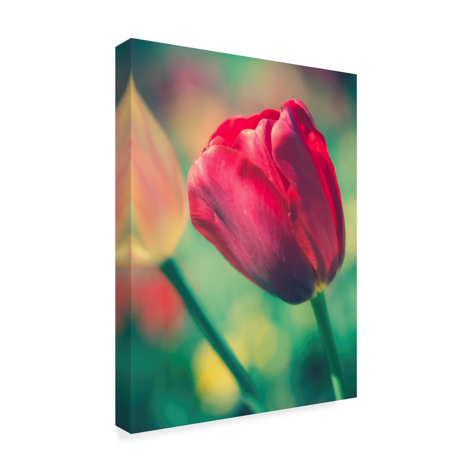 Trademark Fine Art 'Tulip Sway II' Canvas Art by Sonja Quintero