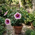 thumbnail image 5 of Red-Purple-White Hibiscus Live Plant 5 to 7 Inch, Vibrant Flowering Plant, Outdoor Hibiscus for Patio Garden Planting, 5 of 5