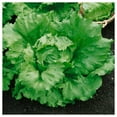 thumbnail image 4 of Everwilde Farms - 500 Organic Arianna Butterhead Lettuce Seeds - Gold Vault Jumbo Bulk Seed Packet, 4 of 5