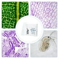 thumbnail image 5 of FOUR E's Scientific 50Pcs Microscope Slides Concave for Monocular Binocular Trinocular Microscopes, 5 of 6