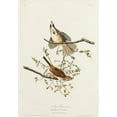 thumbnail image 2 of Audubon, John James 18x24 White Modern Wood Framed Museum Art Print Titled - Song Sparrow, 2 of 4